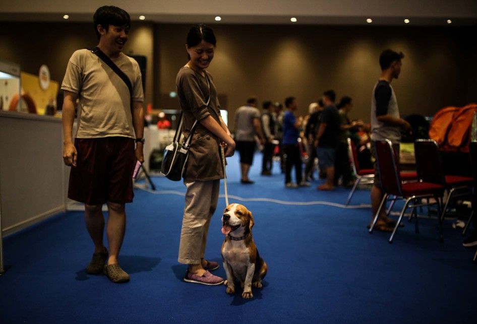 Suasana saat pameran Jakarta Indonesia Pet Show (JIPS) 2019 di JIExpo Kemayoran, Jakarta Utara, Sabtu (23/2/2019). Pameran hewan peliharaan dan hewan hobi terbesar di Asia Tenggara tersebut diikuti oleh 150 peserta pameran dari dalam maupun luar negeri dan akan berlangsung hingga 24 Februari 2019.