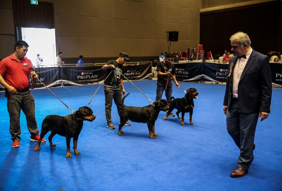 Suasana saat pameran Jakarta Indonesia Pet Show (JIPS) 2019 di JIExpo Kemayoran, Jakarta Utara, Sabtu (23/2/2019). Pameran hewan peliharaan dan hewan hobi terbesar di Asia Tenggara tersebut diikuti oleh 150 peserta pameran dari dalam maupun luar negeri dan akan berlangsung hingga 24 Februari 2019.