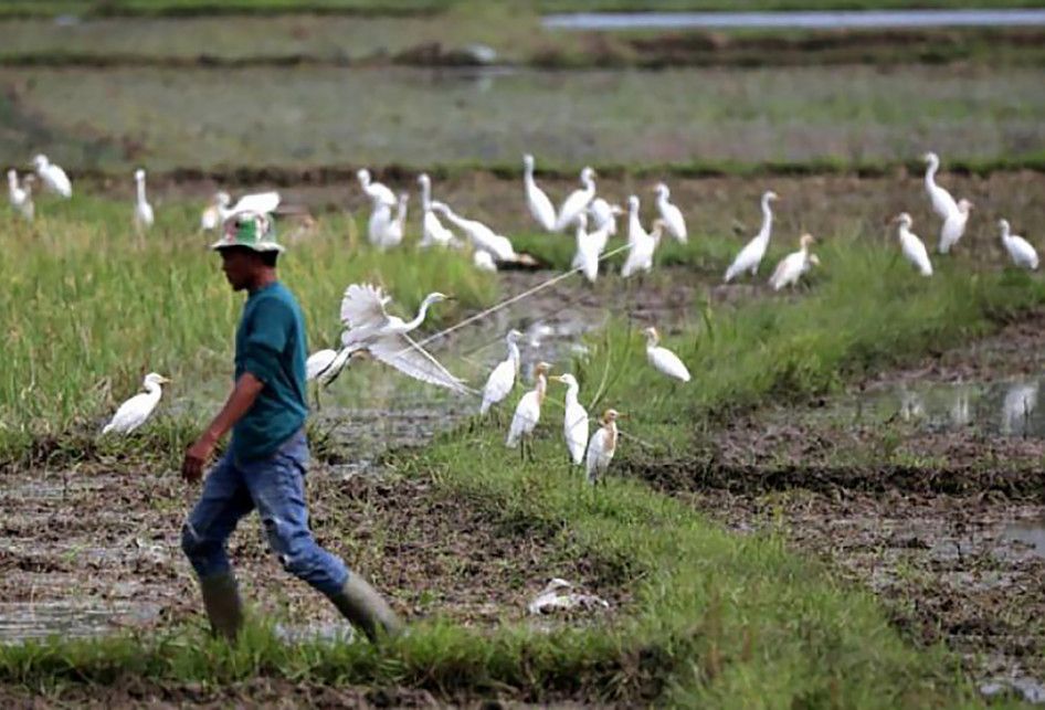 Petani melewati sekumpulan burung kuntul sawah (Ardeola speciosa) yang sedang mencari makan di area persawahan Desa Siron, Aceh Besar, Aceh, Senin (2/7/2018). Menurut petani keberadaan burung kuntul sebelum dan sesudah masa tanam padi di area persawahan sangat membantu untuk membasmi parasit.