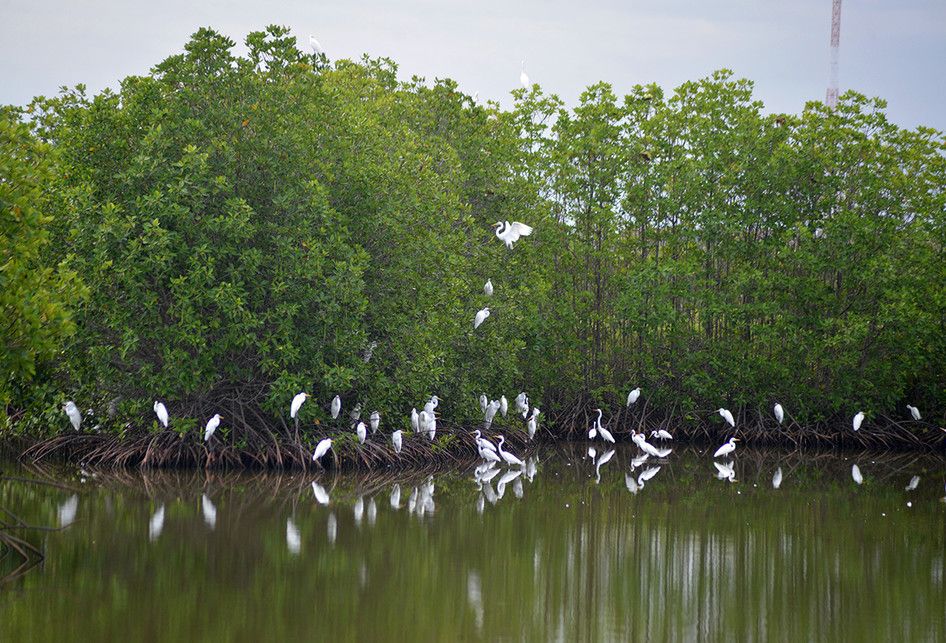 Burung kuntul (Egretta garzetta) berkerumun di kawasan hutan mangrove, Desa Tibang, Kecamatan Syiah Kuala, Banda Aceh, Senin (21/1/2019). Habitat burung kuntul di hutan mangrove pesisir Aceh itu terancam rusak akibat penebangan dan alih fungsi lahan sehingga dikhawatirkan populasi burung tersebut se