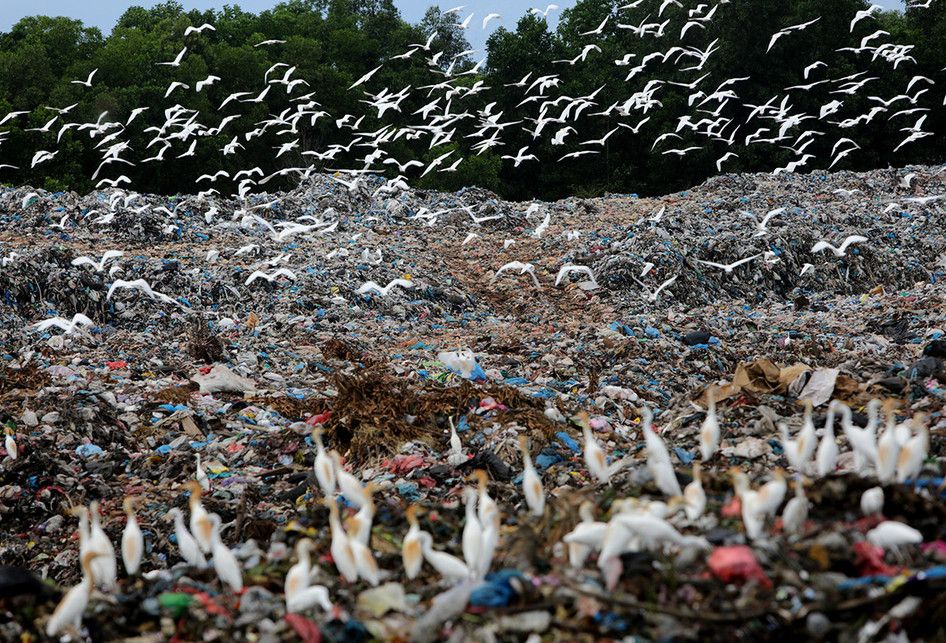 Kawanan burung kuntul putih (Babulcus ibis) mencari makan di tempat pembuangan akhir (TPA) di Blangbintang, Aceh Besar, Aceh, Jumat (22/2/2019). Kawanan burung yang biasa hidup di pesisir pantai dan hutan mangrove dengan memangsa ikan kecil dan parasit itu saat ini telah beralih dengan mencari makan