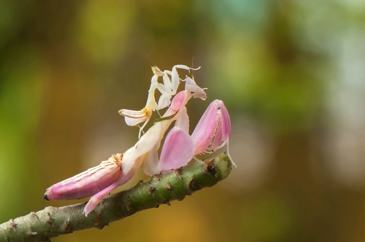 5 Hewan Betina Paling Cantik Di Dunia Lihat Kecantikannya Yuk