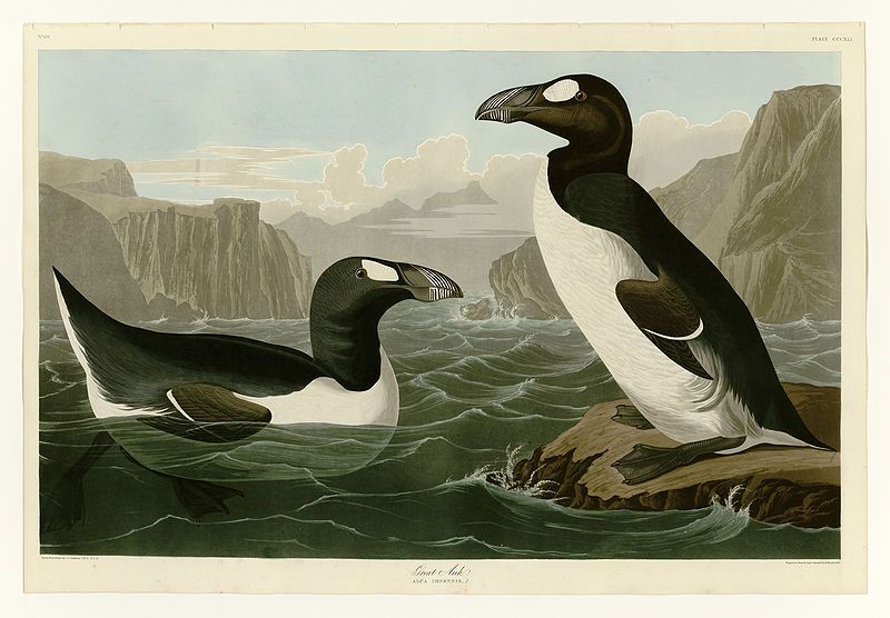 Penyebab Kepunahan Great Auk Burung Laut Yang Mirip Penguin