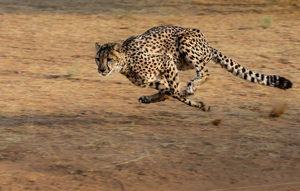 Cheetah Binatang Darat Tercepat Bagaimana Cara Ia Berlari Cepat