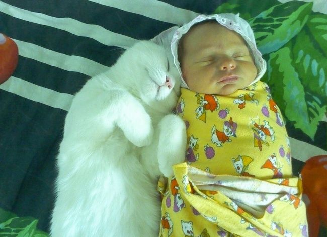 bayi kecil dan kucing putih