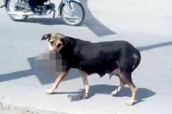 Ngeri Anjing Liar Curi Bayi Baru Lahir Untuk Santapan Anak Ngeri Anjing Liar Curi Bayi Baru Lahir Untuk Santapan Anak