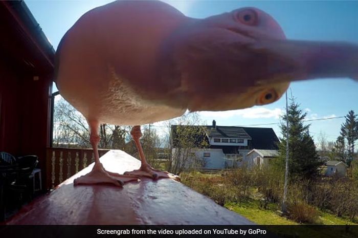 Kameranya 'Dicuri' Burung Camar, 5 Bulan Kemudian Ditemukan dan Hasilkan Gambar yang Menakjubkan