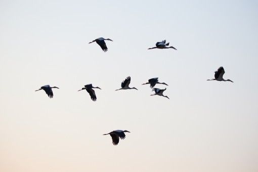 Burung Yang Terbang Tidak Pernah Bertabrakan Apa Rahasianya Ya