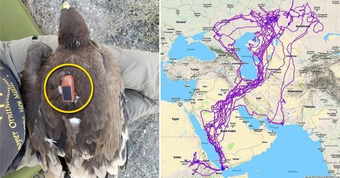 Pria Menemukan Elang Mati Dengan Gps Saat Dibuka Ada Yang Ganjil