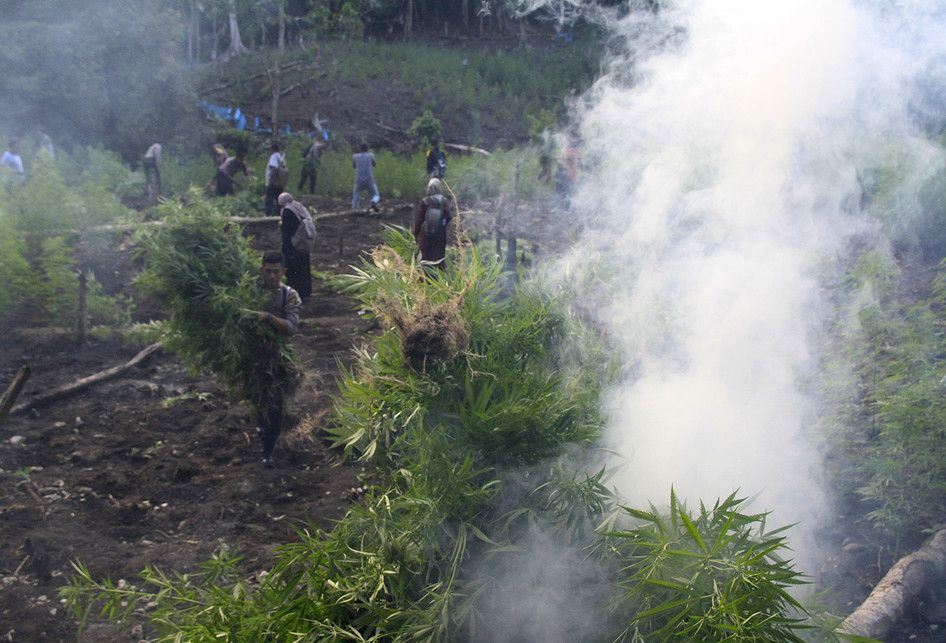 Personel Polisi dari Polres Aceh Besar sedang mengangkat batang ganja yang telah dicabut untuk dimusnahkan dengan dibakar langsung dilokasi, Rabu (06/03/2019).  Tanaman  ganja  yang ditemukan dilahan tak bertuan ini seluas satu hektar diperkirakan telah berusia tiga bulan dengan ketinggian 50 hingga