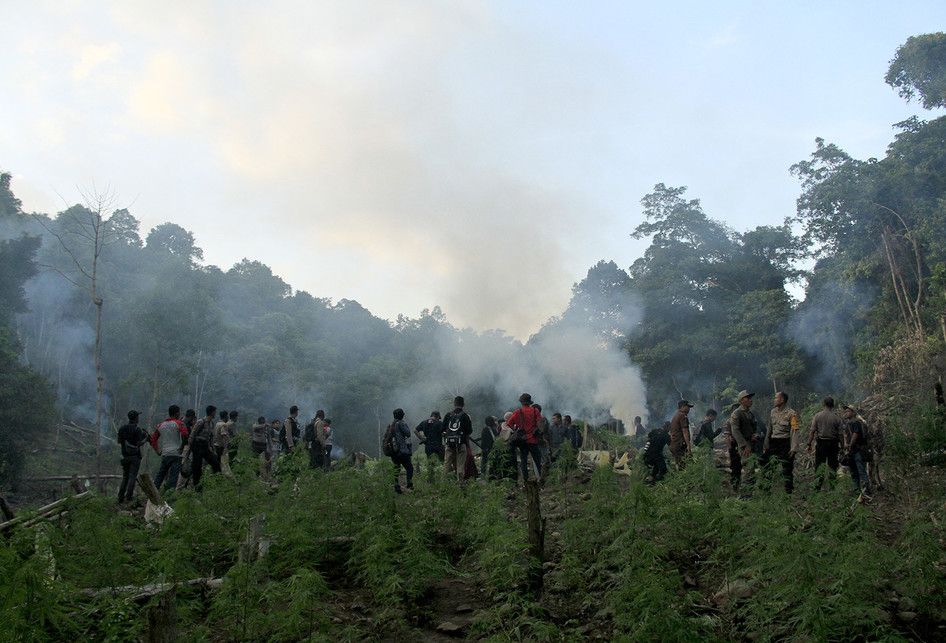 Personel Polisi dari Polres Aceh Besar sedang mengangkat batang ganja yang telah dicabut untuk dimusnahkan dengan dibakar langsung dilokasi, Rabu (06/03/2019).  Tanaman  ganja  yang ditemukan dilahan tak bertuan ini seluas satu hektar diperkirakan telah berusia tiga bulan dengan ketinggian 50 hingga
