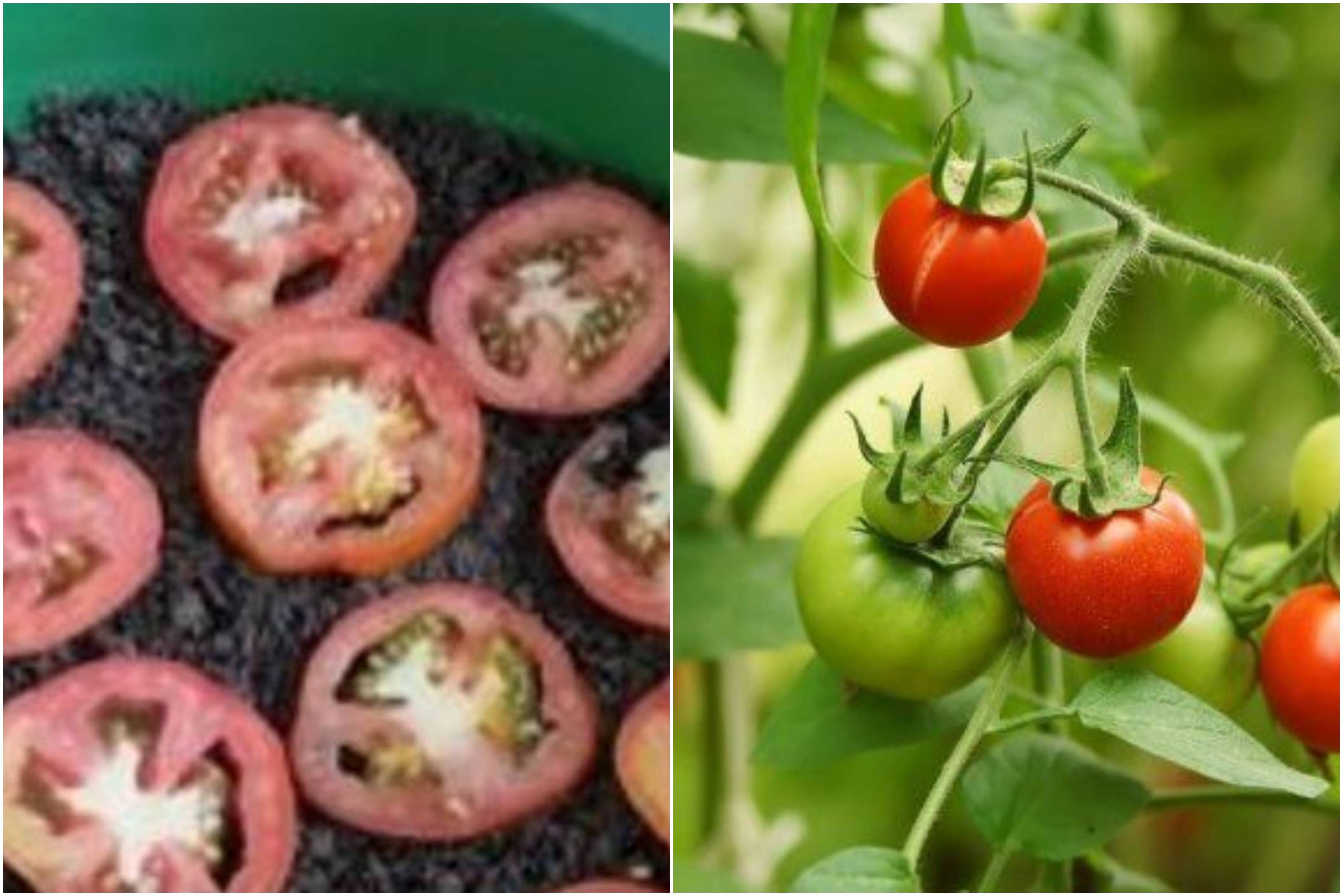Mudah Dan Hemat Begini Cara Menanam Tomat Hanya Dengan Empat Irisan Tomat Semua Halaman Intisari