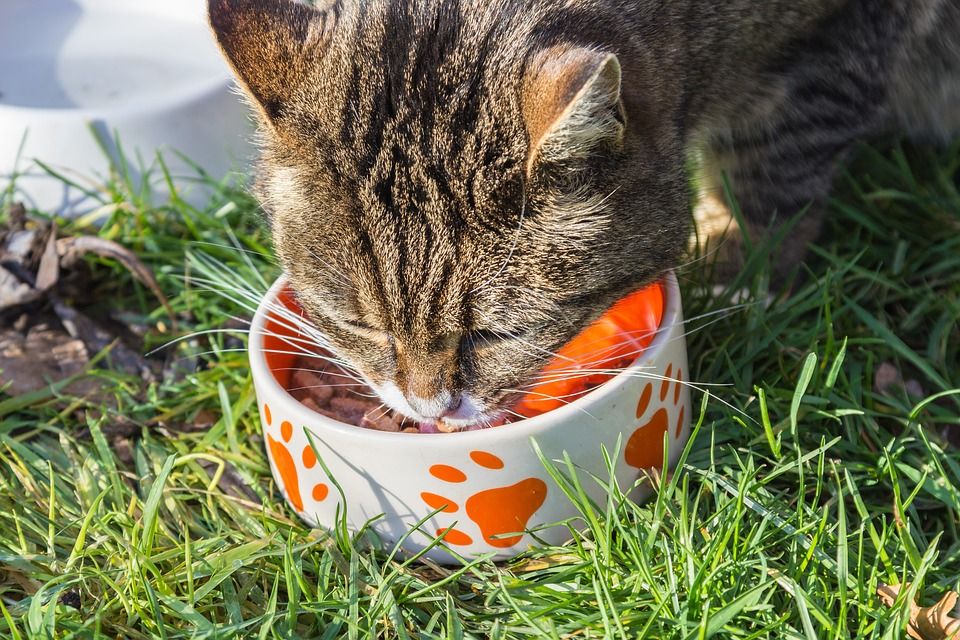 Cara memberi makan kucing yang sedang sakit 2021