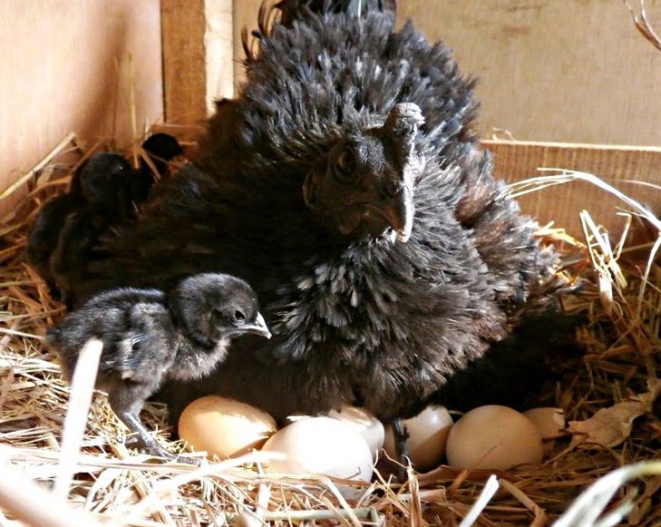 Berbeda dari ayamnya yang serba hitam, cangkang telur ayam cemani berwarna putih.