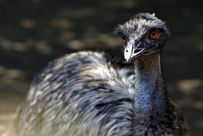 Emu Burung Besar Dari Australia Yang Bisa Berlari Dengan Kencang