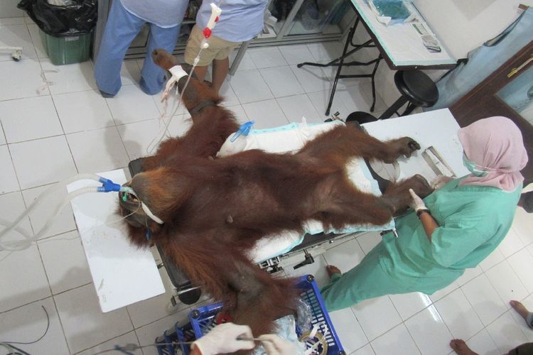 Hope, satu individu induk orangutan menjalani perawatan intensif 