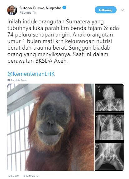 Sutopo Purwonugroho mengecam aksi penembakan terhadap orangutan Sumatera yang terjadi di Aceh