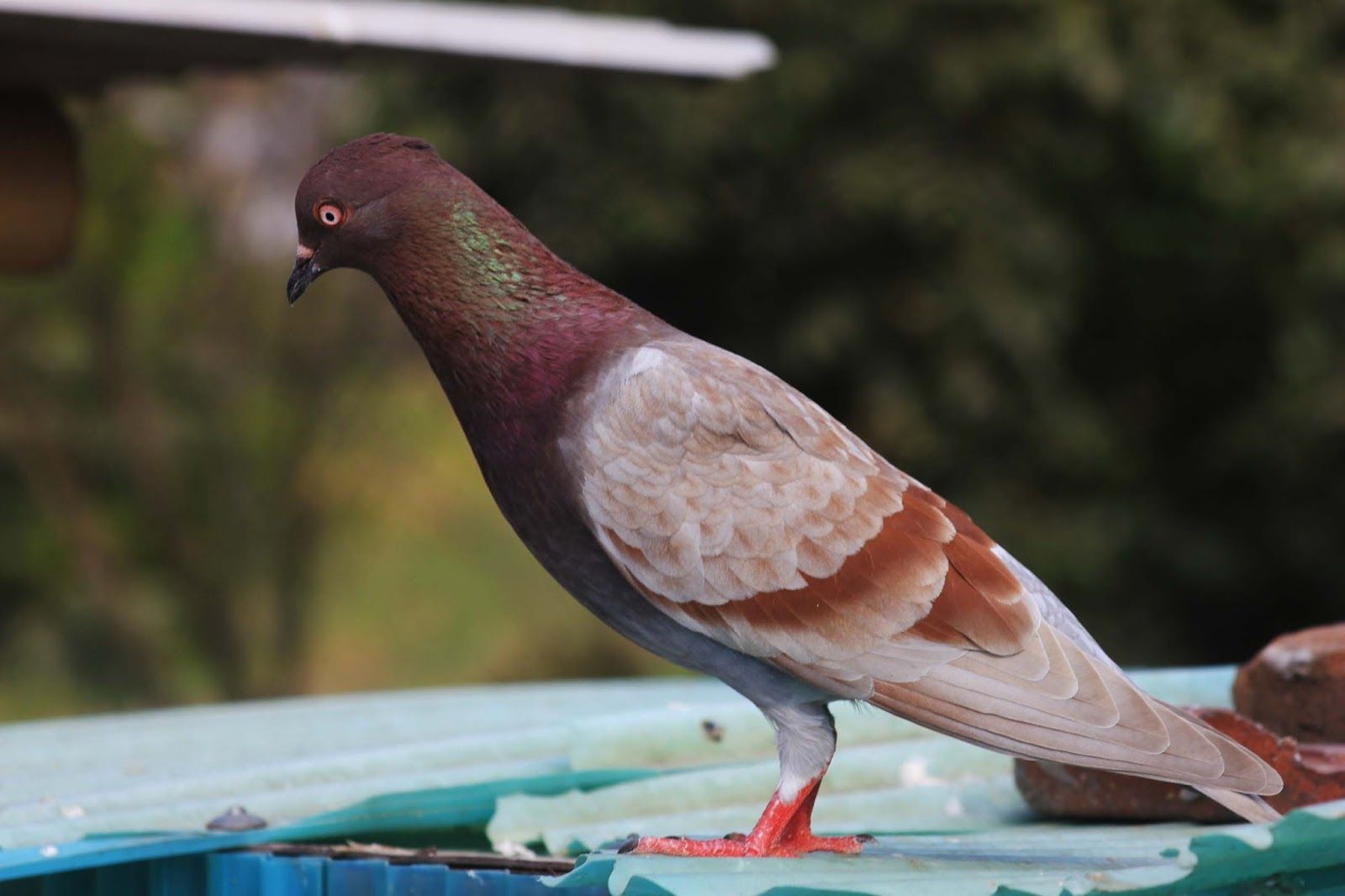 Merpati Balap Ini Laku Hingga Rp20 Milliar Dalam Lelang Online