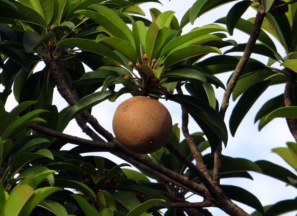 Selain Manis Buah Sawo Bisa Bantu Turunkan Berat Badan Dan Punya Manfaat Ini Semua Halaman Nakita Selain Manis Buah Sawo Bisa Bantu Turunkan Berat Badan Dan Punya Manfaat Ini Semua Halaman Nakita