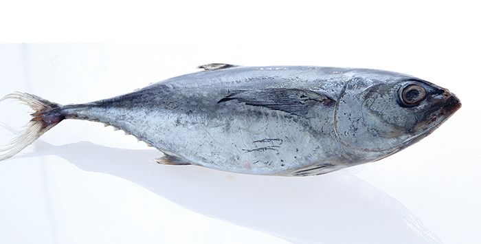 Kenali Aneka Ragam Ikan Laut Yang Ada Di Pasar Supaya Tidak Tertukar Semua Halaman Sajian Sedap