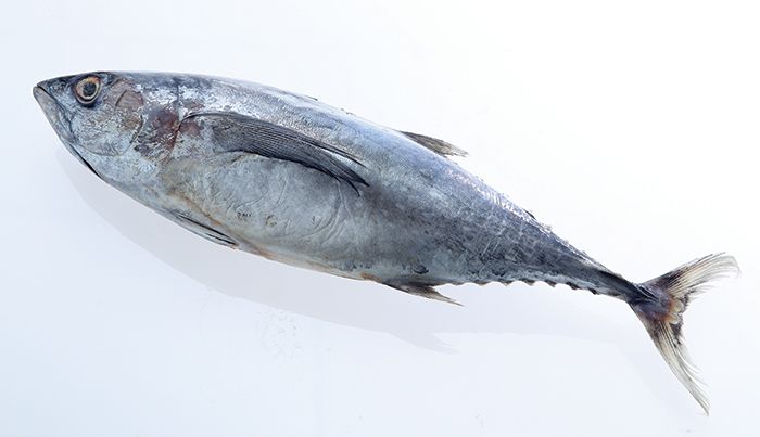 Indonesia jadi produsen terbesar ikan tuna di dunia.