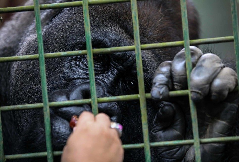 Pengasuh hewan saat memberikan makan Gorila di Kebun Binatang Ragunan, Jakarta Timur, Rabu (20/3/2019). Makanan yang diberikan adalah jenis buah-buahan dan sayuran.