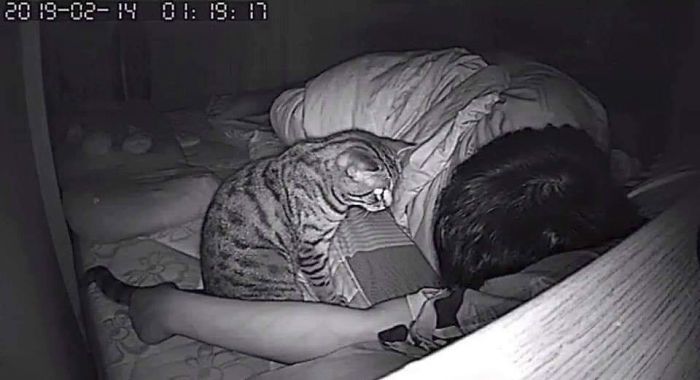 Video Tingkah Kucing Saat Pemiliknya Tidur, Benar-benar Tak Terduga!