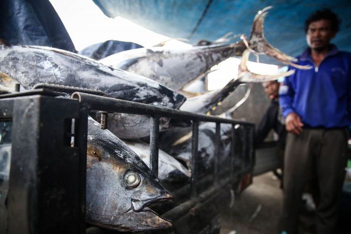 Indonesia jadi produsen terbesar ikan tuna di dunia.