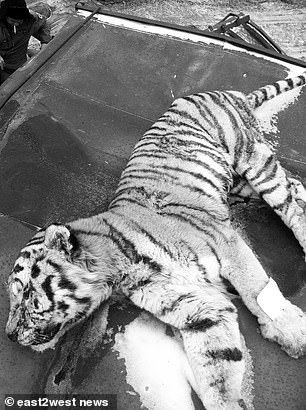 Harimau yang mati ditembak