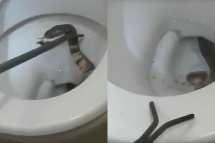 Seorang ibu terkejut menemukan ular kobra di lubang toilet