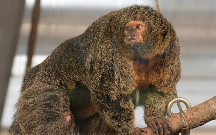 Seekor Monyet Di Kebun Binatang Finlandia Menjadi Terkenal Karena