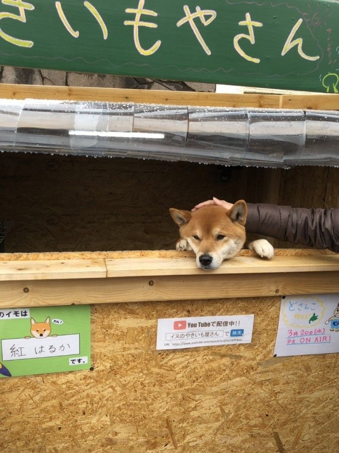 Inilah Aksi Ken-kun, Anjing Penunggu Kedai Ubi Panggang di Jepang
