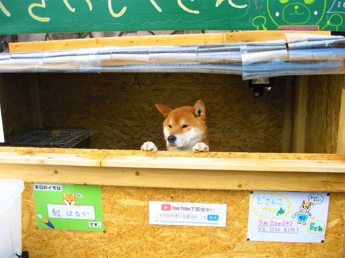 Video Kisah Ken Kun Anjing Shiba Inu Penjaga Kedai Makanan Di