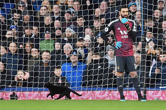 Yuk Lihat Tingkah Kucing Hitam yang Curi Perhatian Karena Masuk Stadion Saat Pertandingan Bola