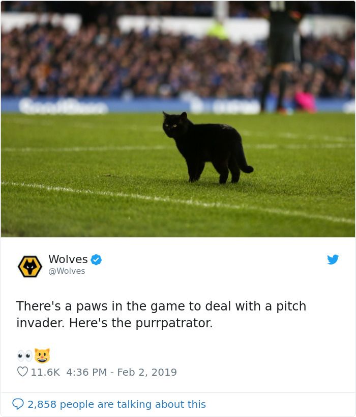 Yuk Lihat Tingkah Kucing Hitam yang Curi Perhatian Karena Masuk Stadion Saat Pertandingan Bola