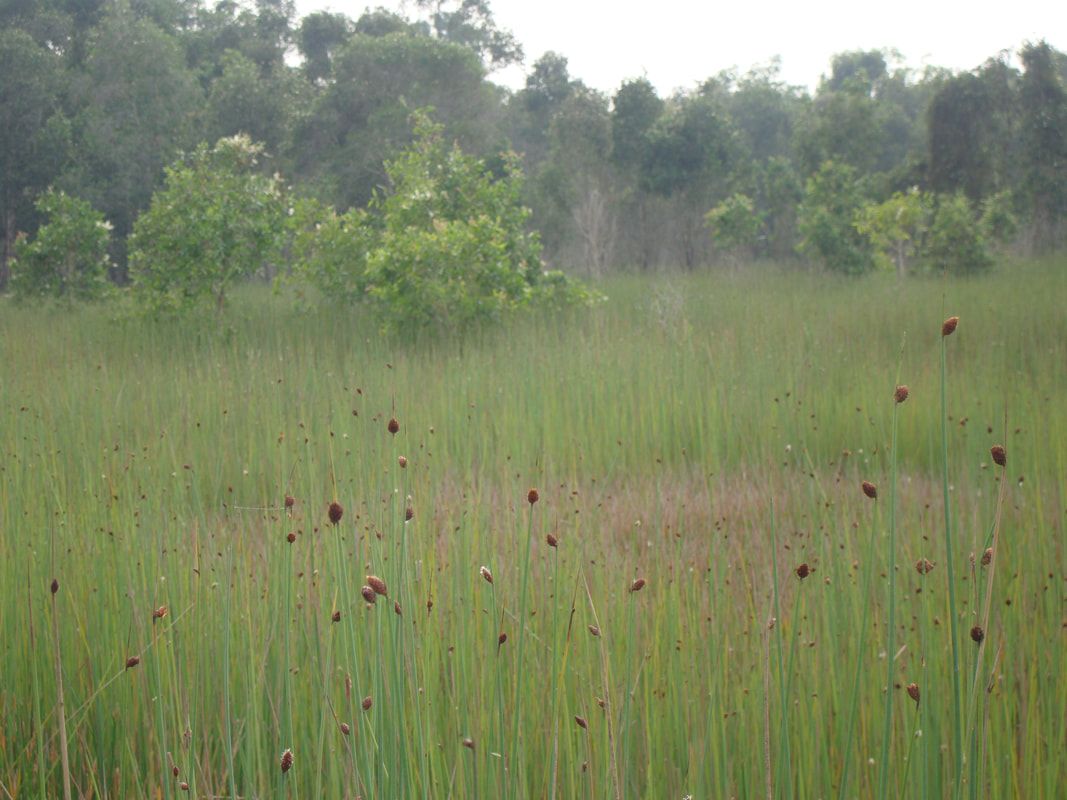 Rumput liar bahan pembuat sedotan