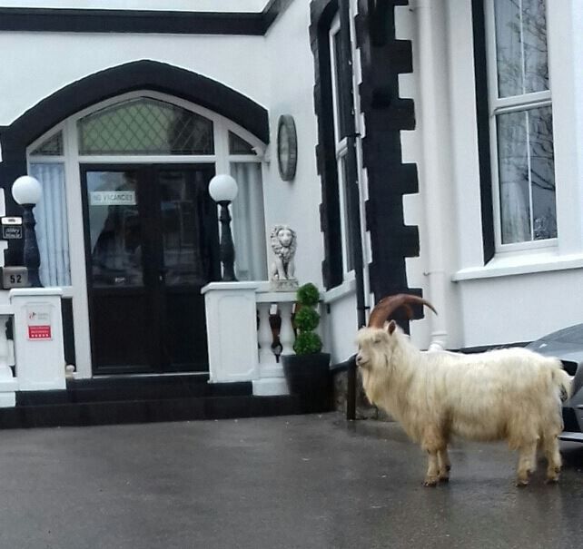 Kawanan kambing liar menginvasi kota Welsh, Llandudno, Inggris