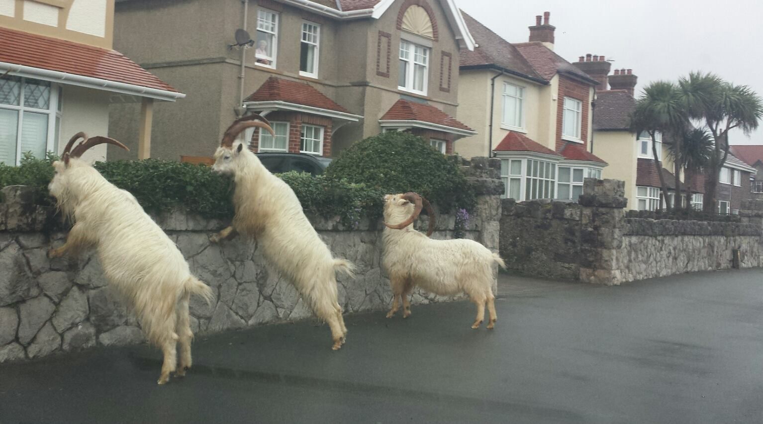Kawanan kambing liar ini menginvasi Kota Welsh, Llandudno, Inggris