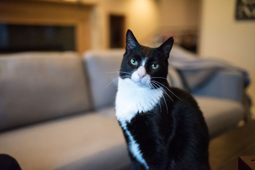 Demi Kucing Kesayangannya, Perempuan Ini Rela Bepergian 1.300 Mil Untuk Perawatan Kanker Kucingnya