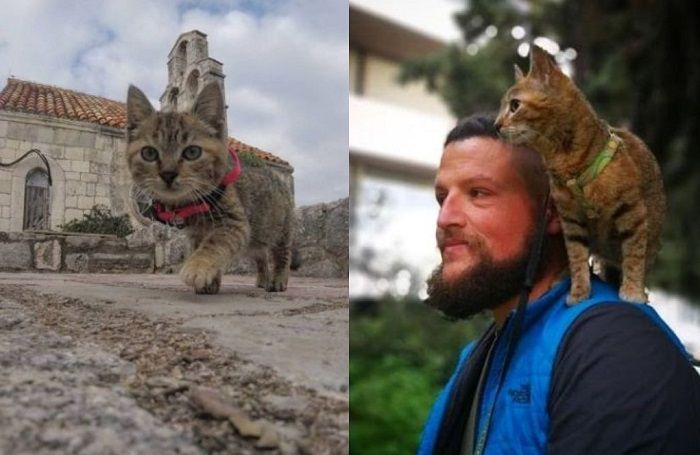 Petualangan Seekor Kucing Keliling Dunia Bersama Seorang Pesepeda Semua Halaman Bobo