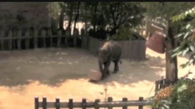 Selain Dikenal sebagai Hewan yang Pintar, Ternyata Gajah Juga Miliki Kemampuan Pecahkan Masalah dengan Gunakan Wawasan