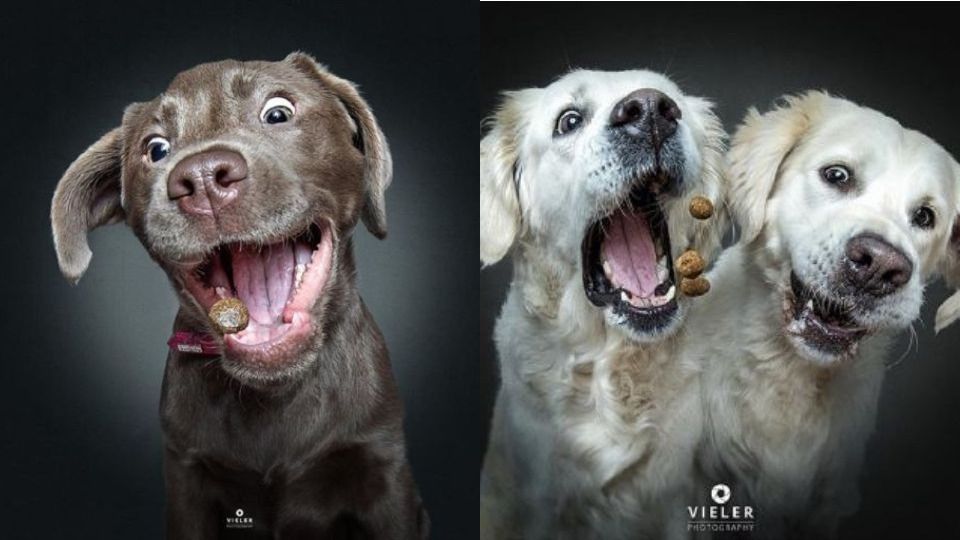 Lihat Ekspresi Lucu Anjing Saat Mencoba Menangkap Makanan Bisa