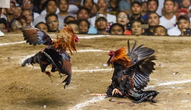 Pernah Lihat Adu Ayam? Ternyata Sabung Ayam Juga Populer di Filipina Bahkan Disebut Industri Miliaran Dolar
