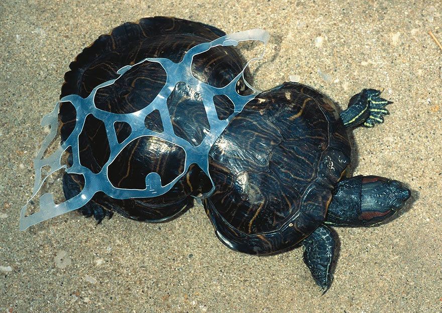 Bahaya sampah plastik