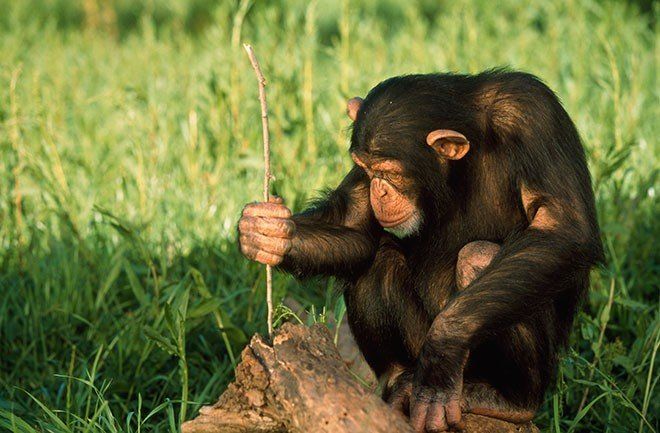 Simpanse menggunakan alat.