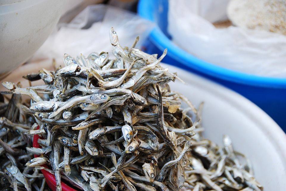 Jenis Ikan Laut Yang Boleh Dimakan / 5 Jenis Ikan Yang Tidak Boleh