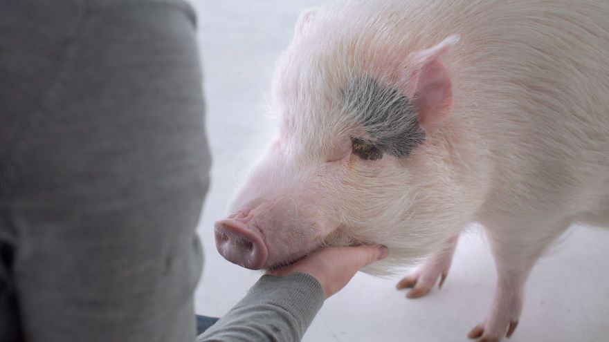 Casa de Carne, Film Pendek  yang Akan Mengubahmu Jadi Vegan dalam 2 Menit!