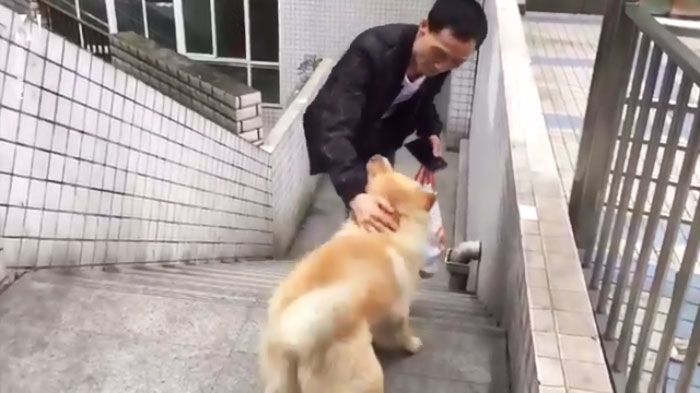 Setia Seperti Hachiko, Anjing Ini Sabar Menunggu 12 Jam Setiap Hari di Stasiun Sampai Pemiliknya Pulang