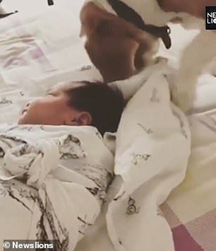 Menggemaskan, anjing ini berupaya selimuti bayi agar tetap hangat