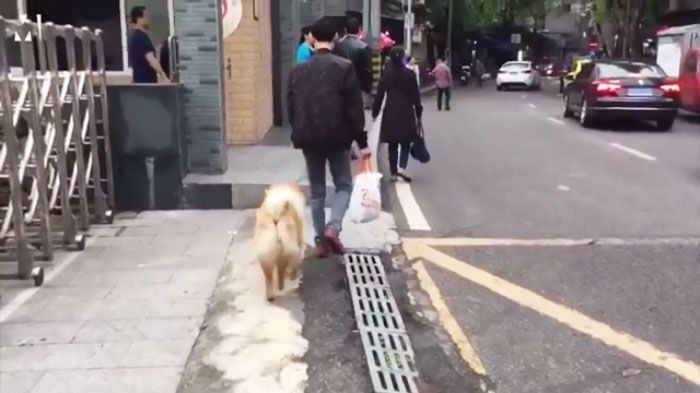 Setia Seperti Hachiko, Anjing Ini Sabar Menunggu 12 Jam Setiap Hari di Stasiun Sampai Pemiliknya Pulang